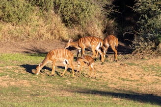 Nyala are often seen around Albizia self catering tented camp