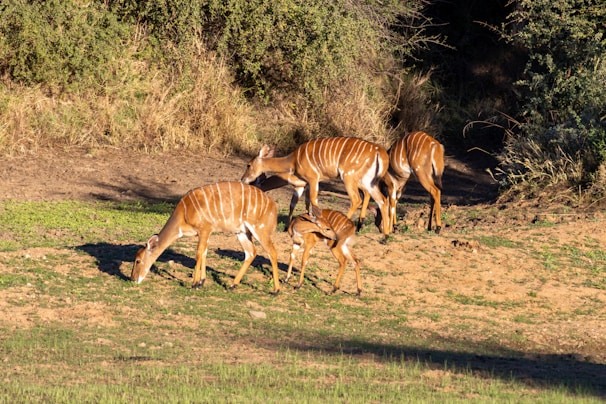 Nyala are often seen around Albizia self catering tented camp