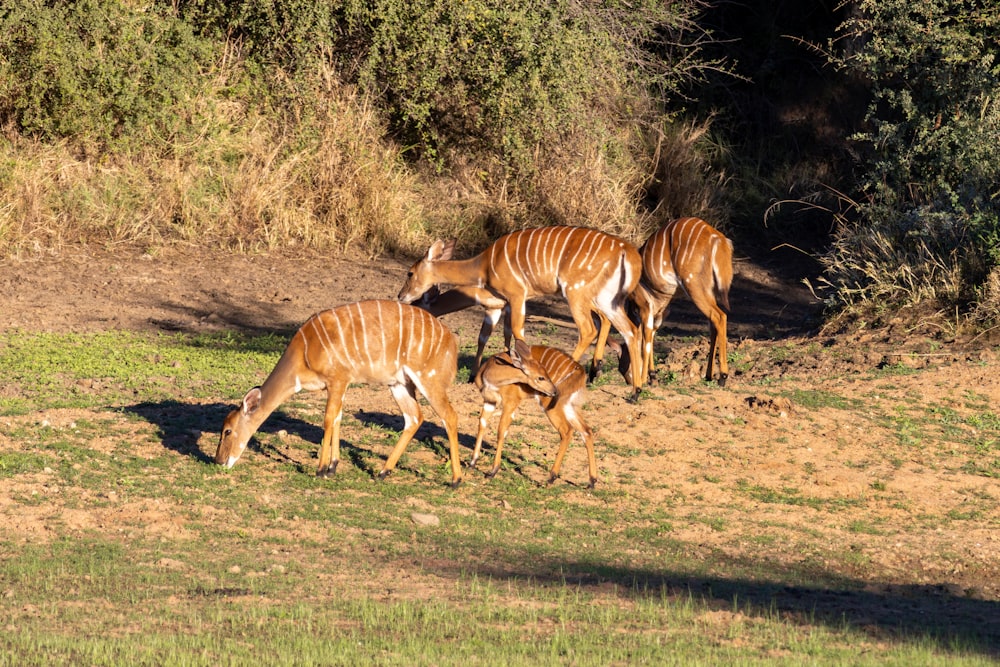 a herd of deer grazing on a lush green field