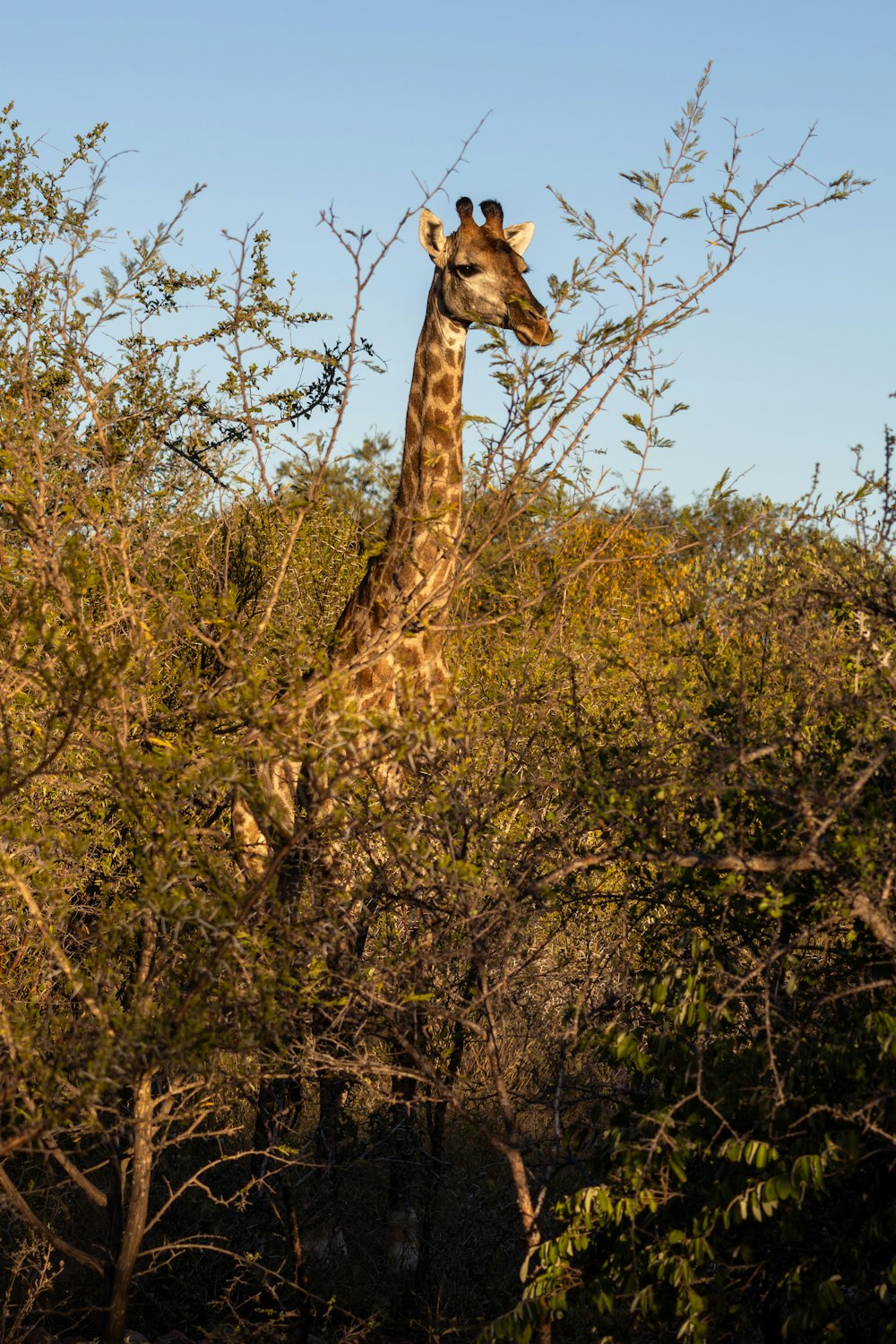 a giraffe standing in the middle of a forest