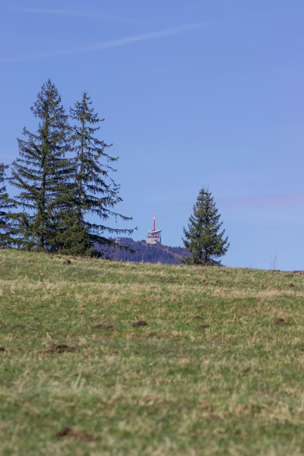 a sheep grazing in a field with trees in the background