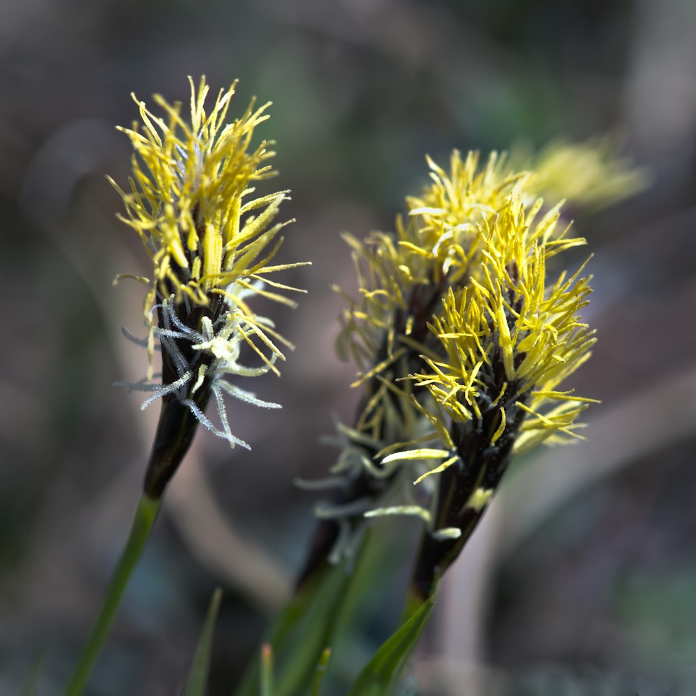 a couple of yellow flowers sitting on top of a lush green field