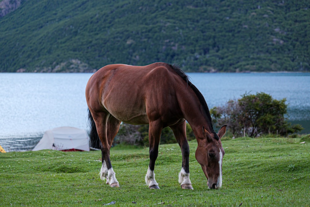 a horse grazing in a field next to a body of water