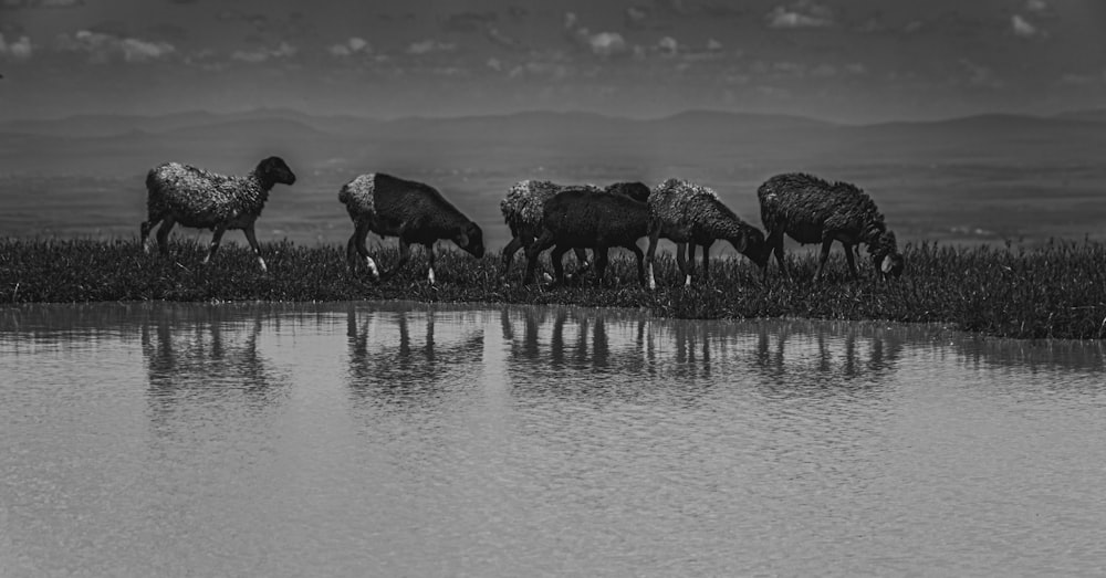 a herd of sheep standing next to a lake