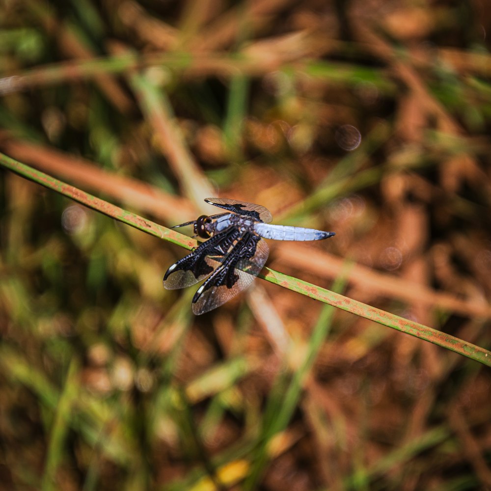 a blue and black insect sitting on a blade of grass