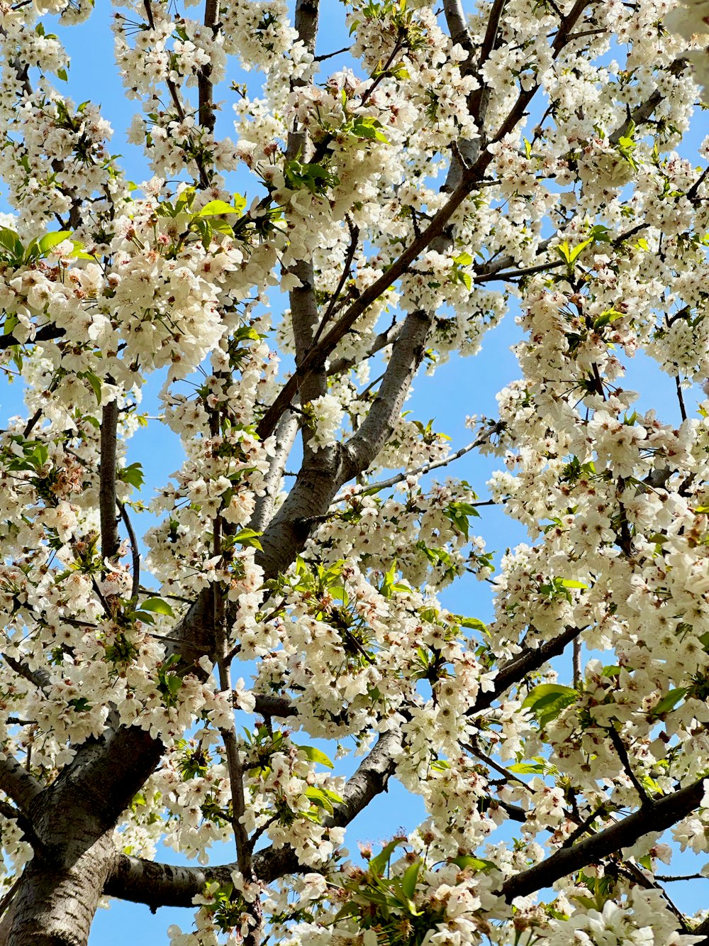 a tree with lots of white flowers on it