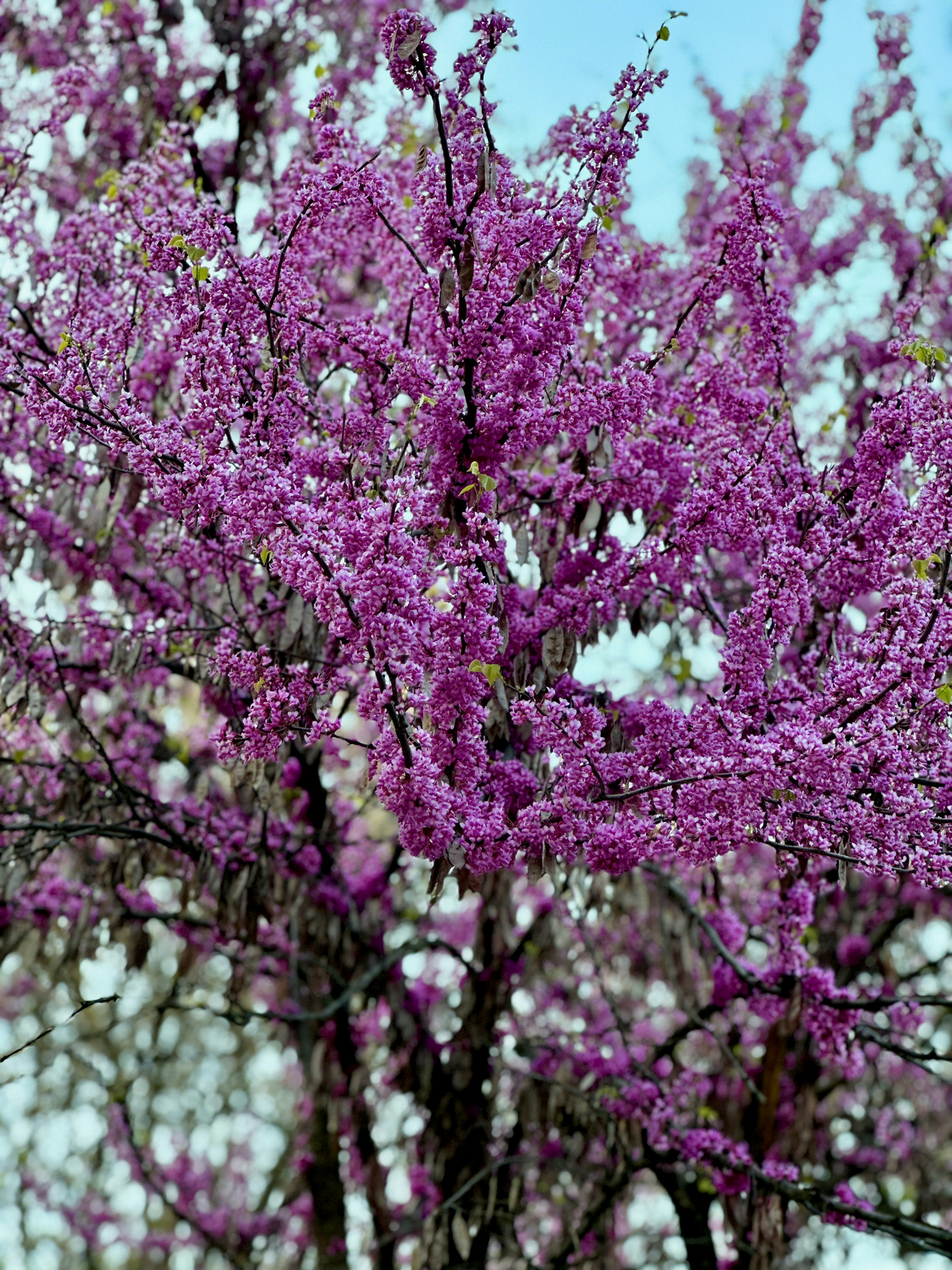 a purple tree with lots of purple flowers
