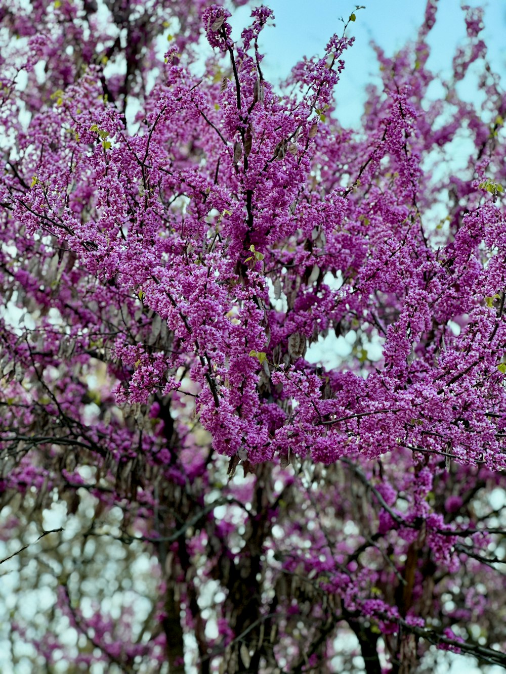 un albero viola con tanti fiori viola