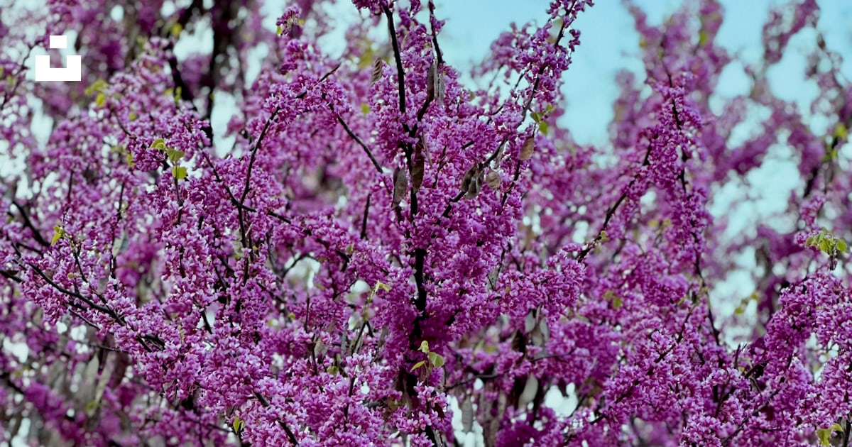 A purple tree with lots of purple flowers photo – Free Nature Image on ...