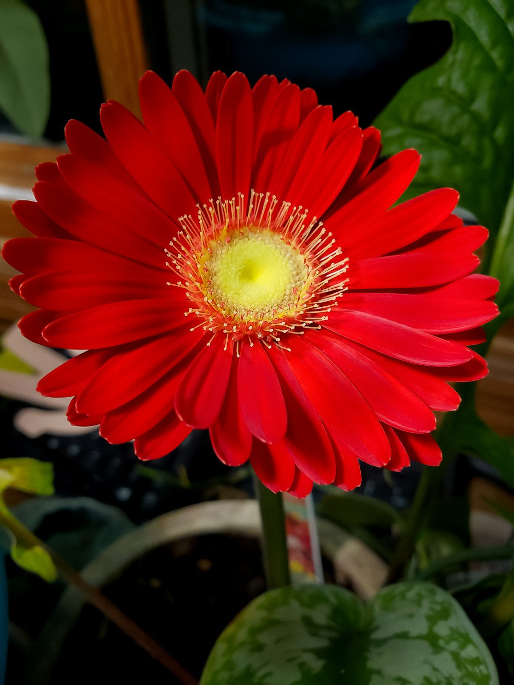a bright red flower with a yellow center