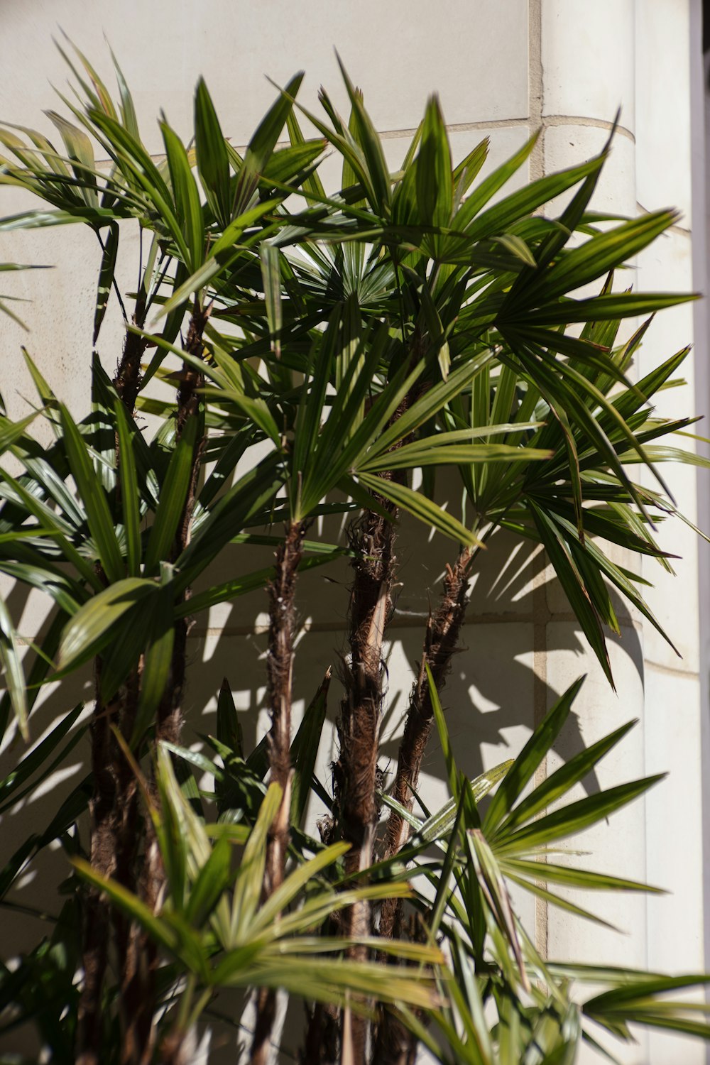 a close up of a palm tree with a building in the background