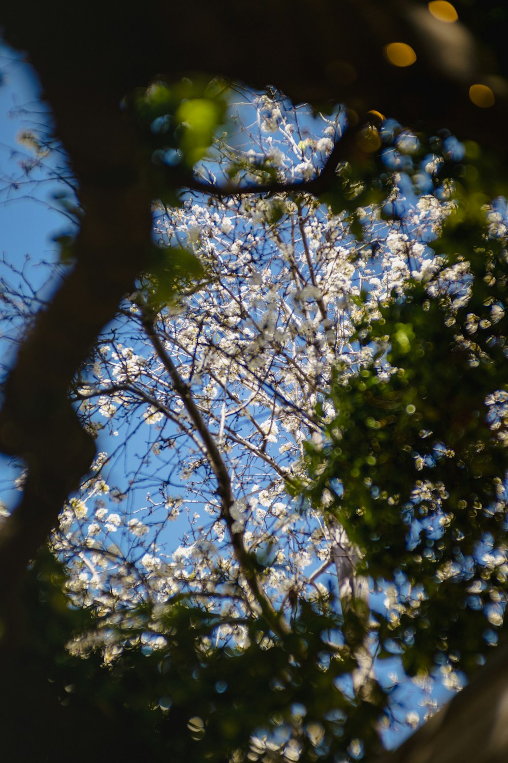 looking up at the branches of a tree with white flowers