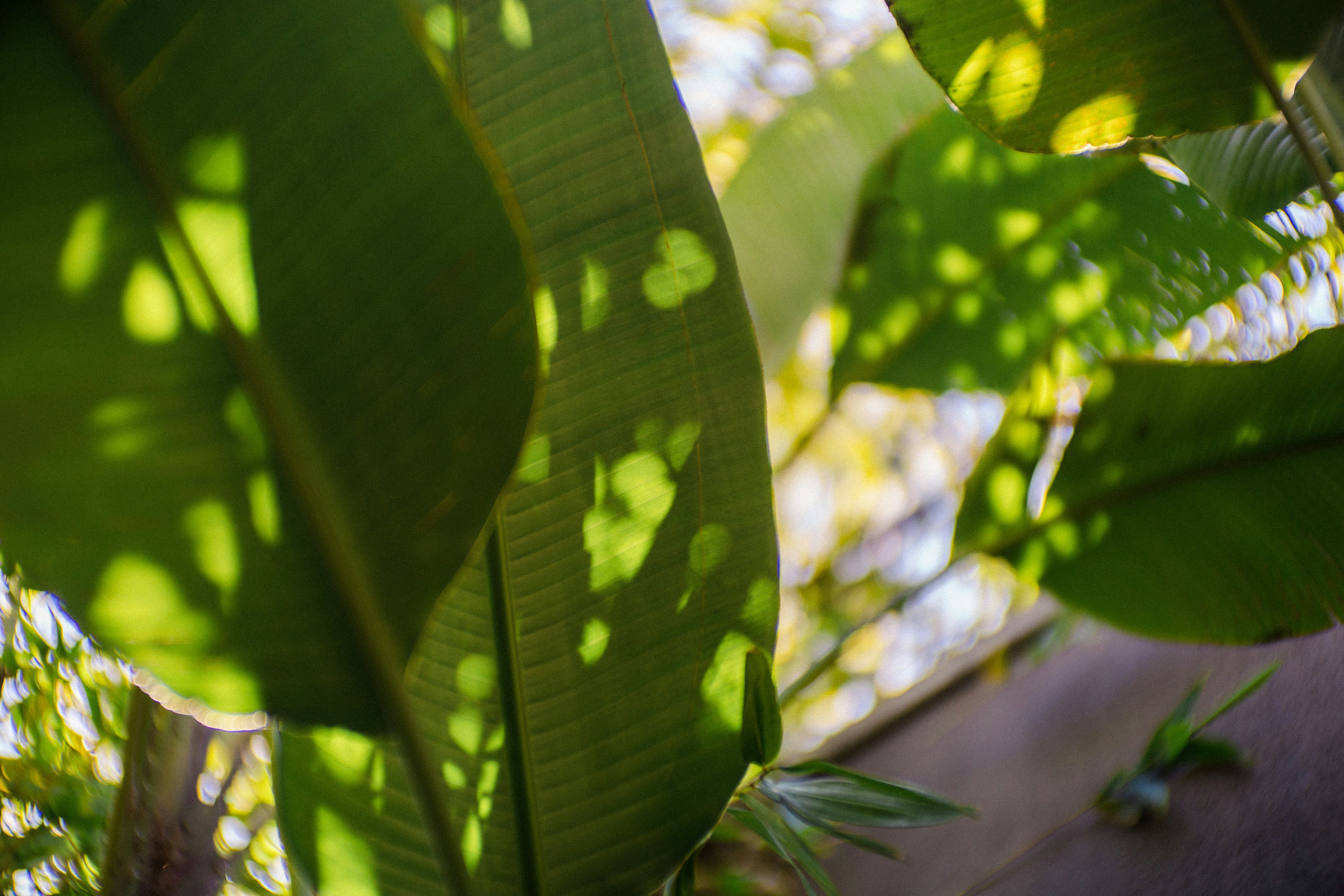 Pale Green Houseplant Leaves Under Bright Sunlight