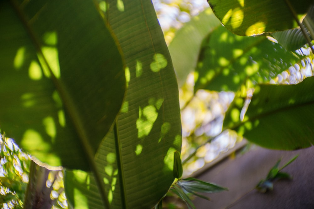 a close up of a green plant with leaves