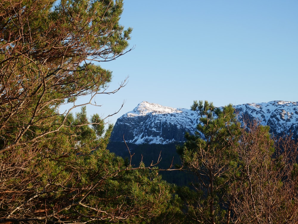 a view of a snowy mountain range through the trees