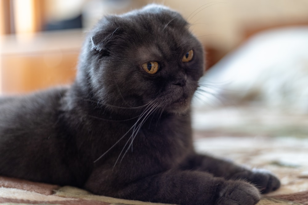 a close up of a cat laying on a bed