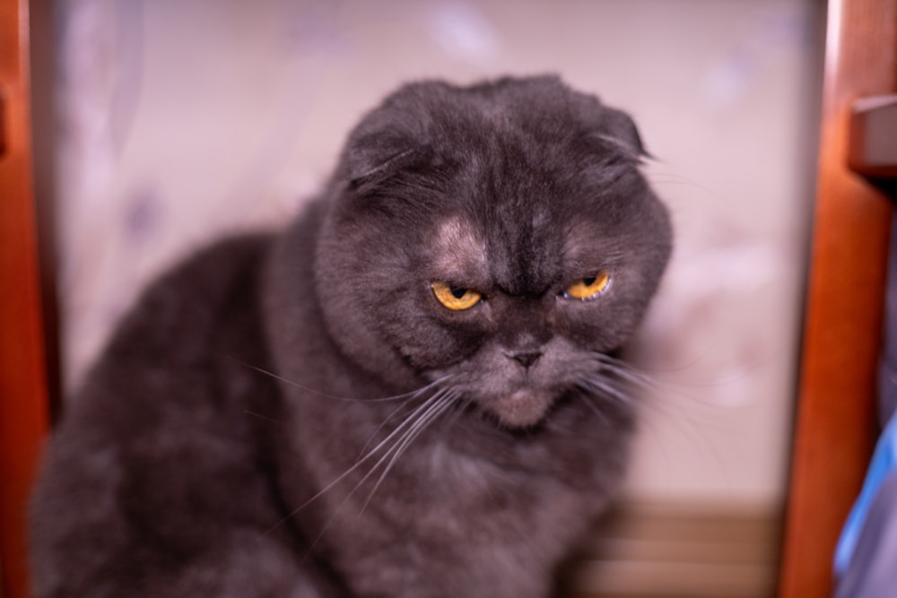 a gray cat with yellow eyes sitting on the floor