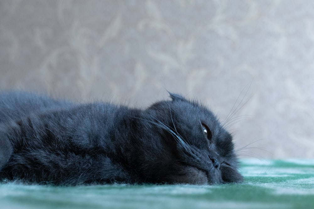 a black cat laying on top of a green blanket