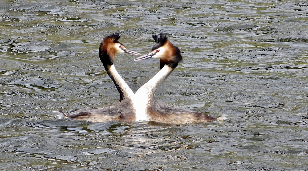 a couple of birds that are in the water