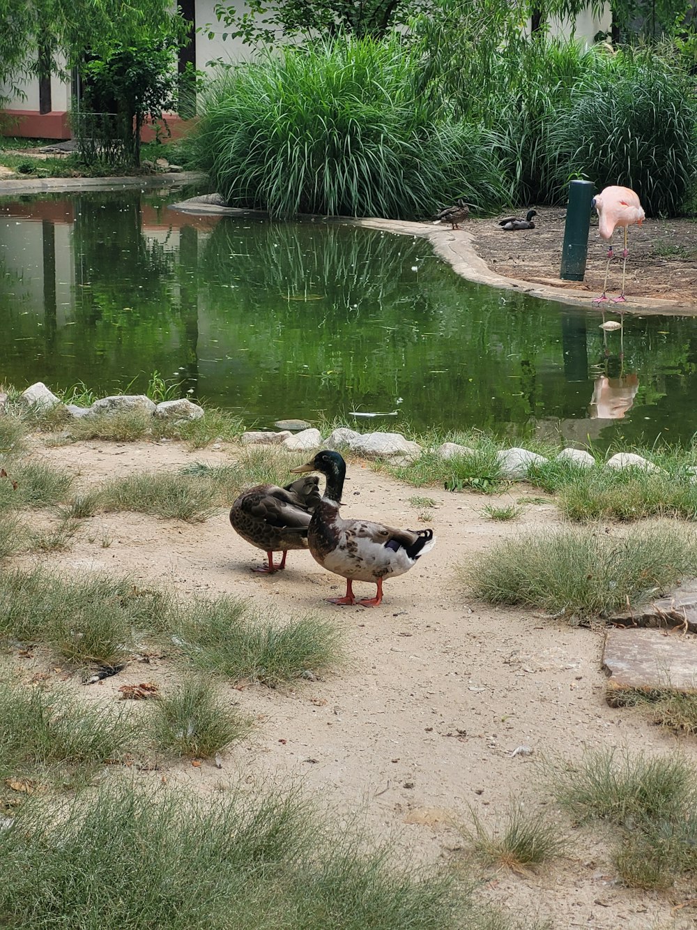 a couple of birds that are standing in the dirt