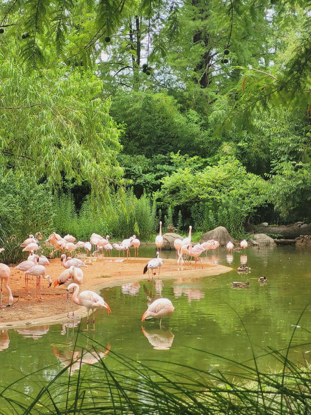 a group of flamingos standing around in a pond