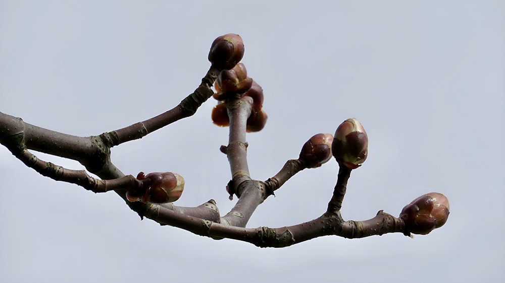 a tree branch with a bunch of fruit on it