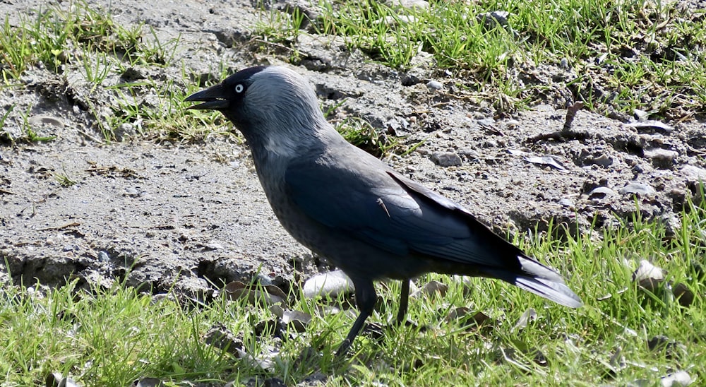 a black bird standing on top of a grass covered field