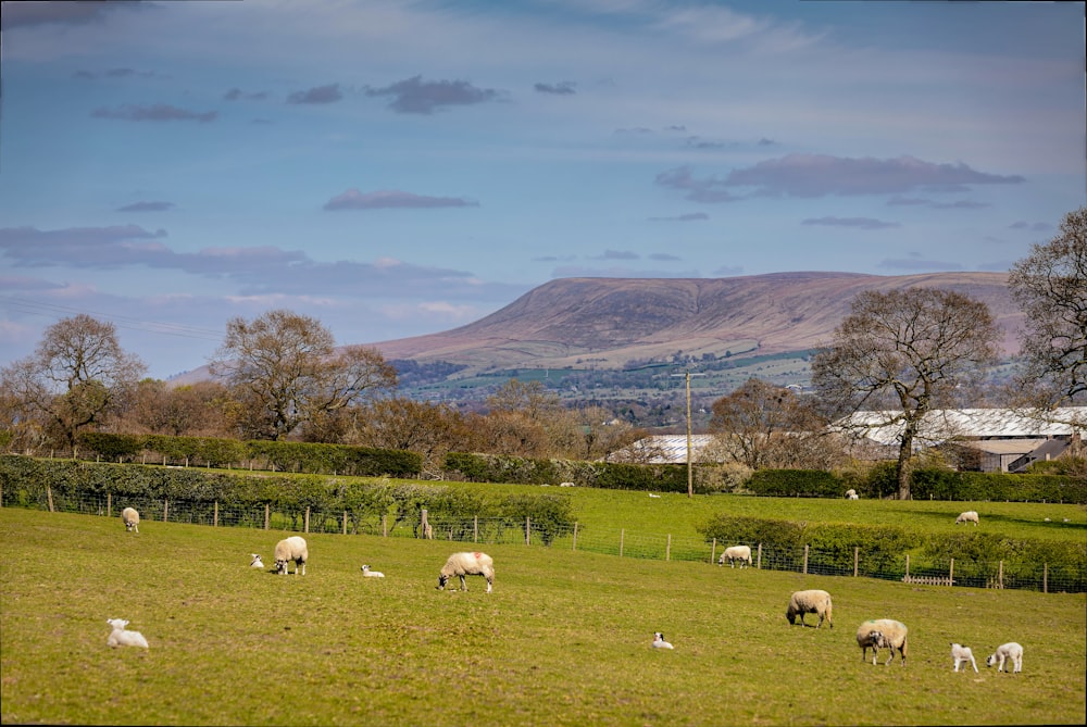 a herd of sheep grazing on a lush green field