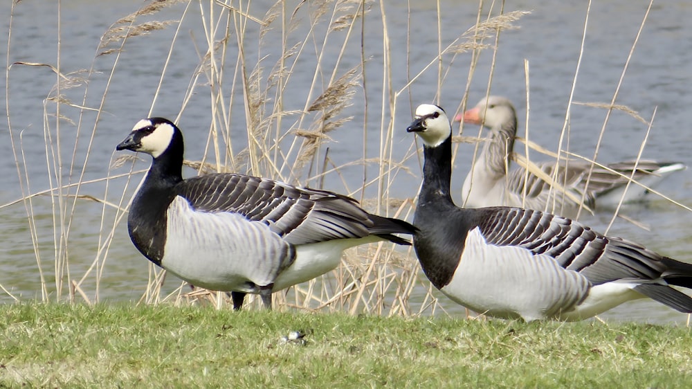 a group of geese standing next to a body of water