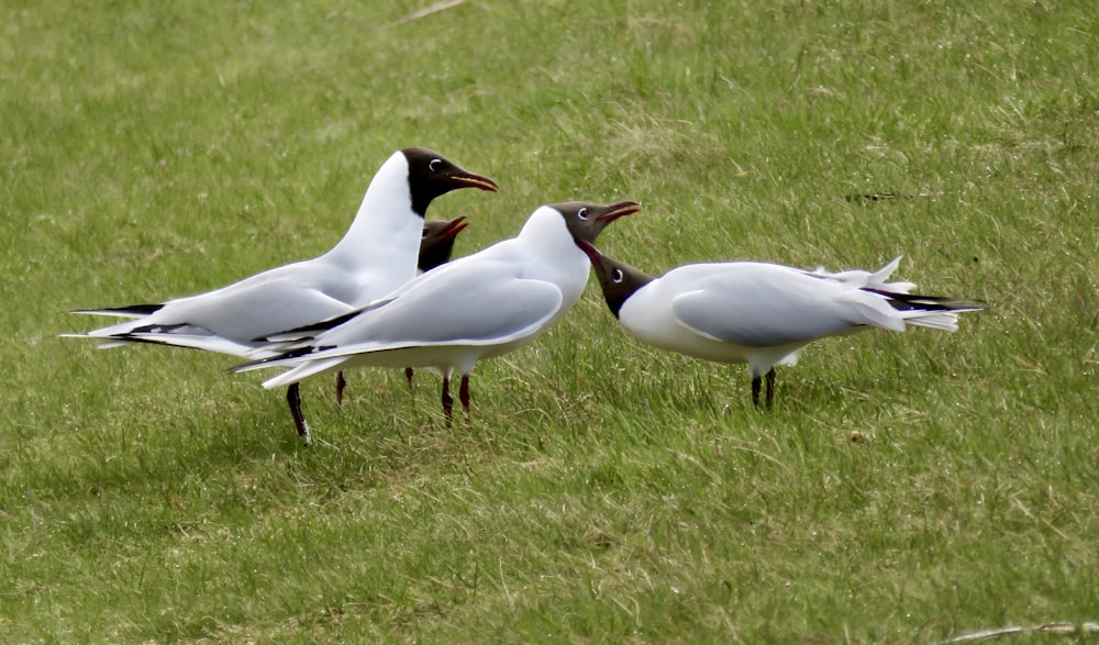 a group of birds standing on top of a lush green field