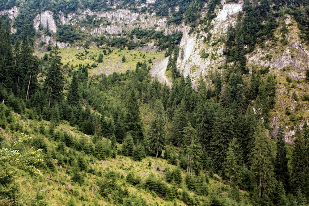 a lush green hillside with lots of trees