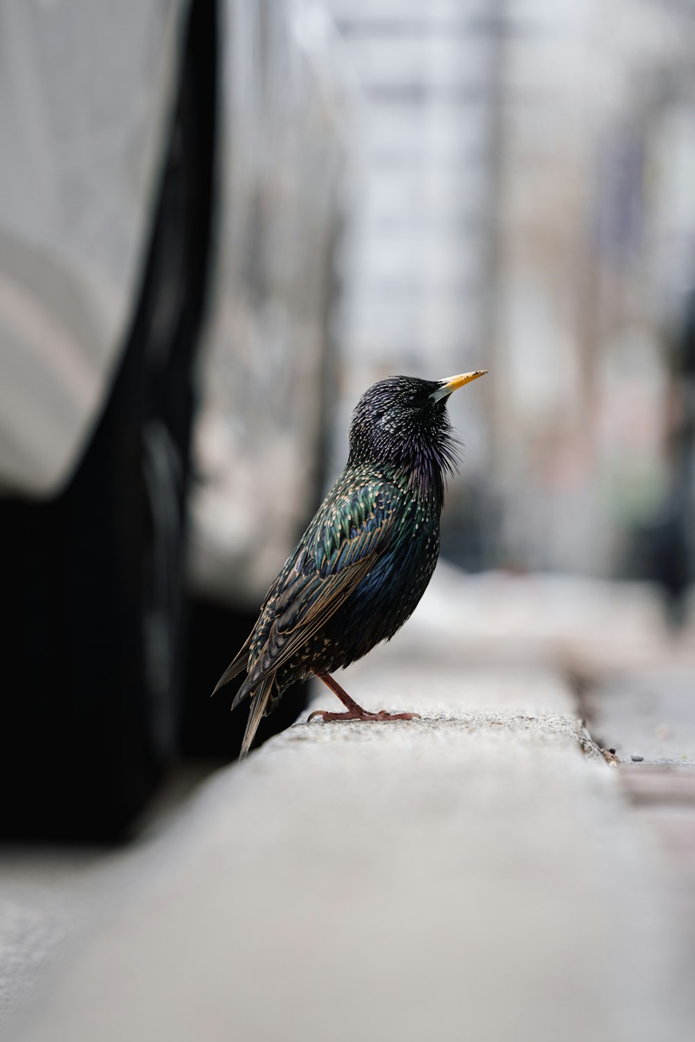 a small black bird sitting on the side of a road