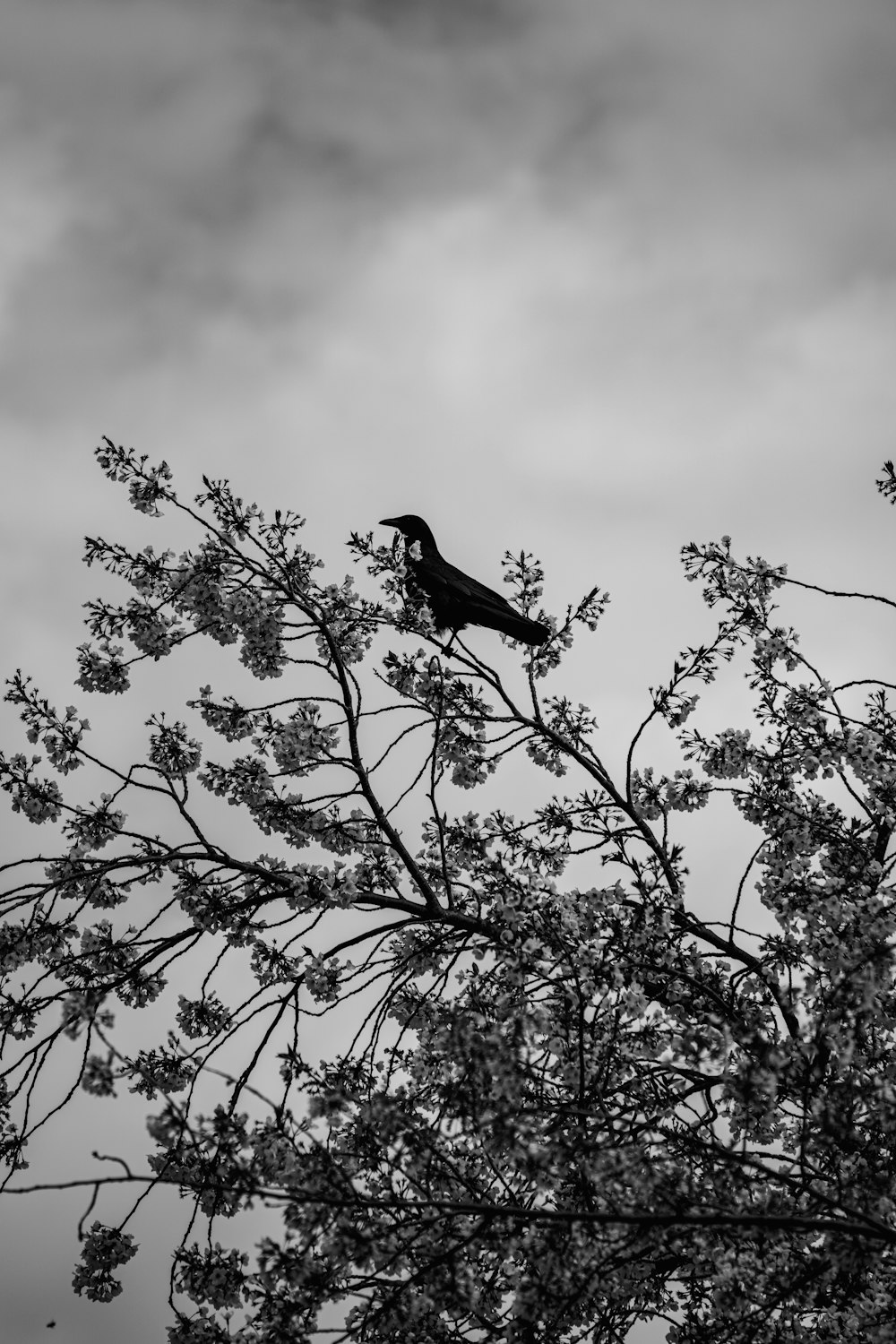 a black bird sitting on top of a tree branch