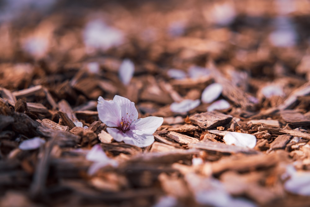 a flower that is laying on the ground