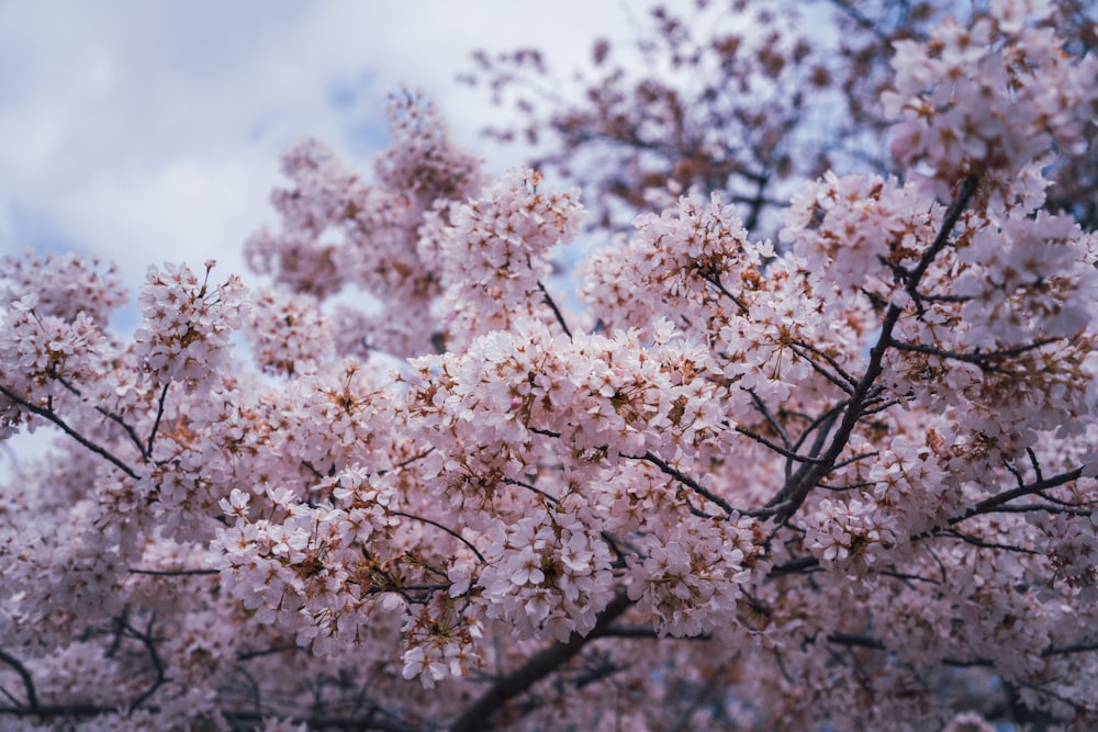 a tree filled with lots of pink flowers