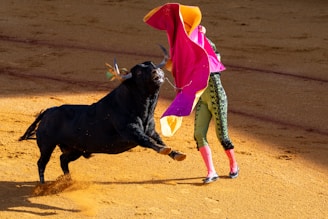 a woman is trying to wrestle a bull in a bullfight