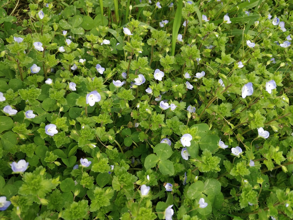 a group of blue and white flowers in a field