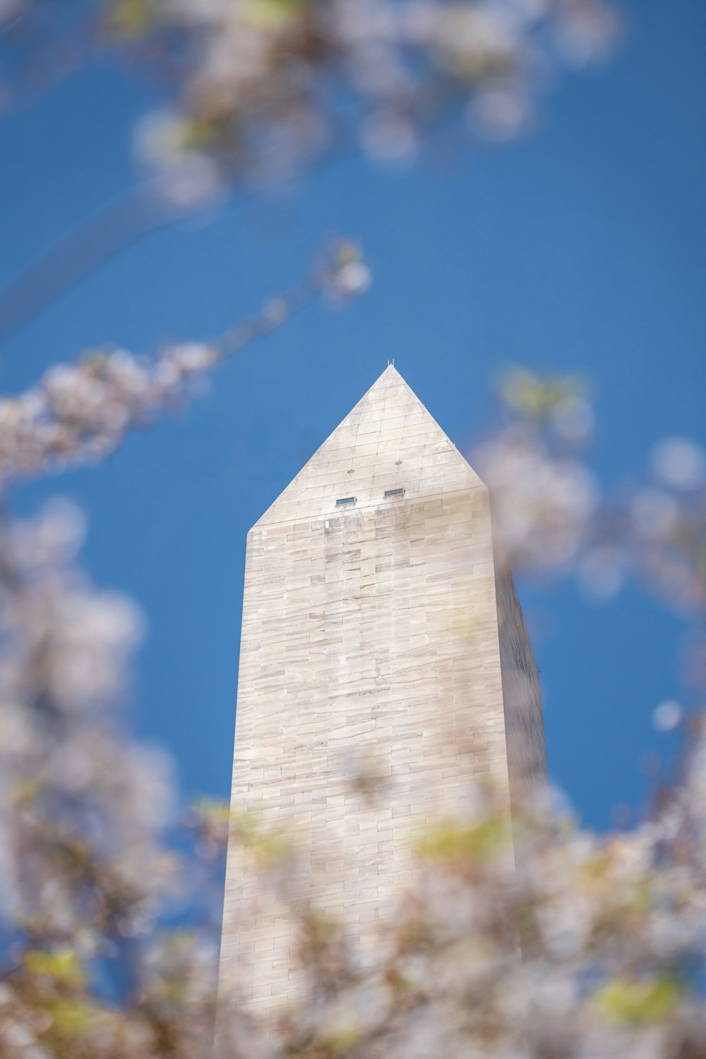 a view of the washington monument through the branches of a tree