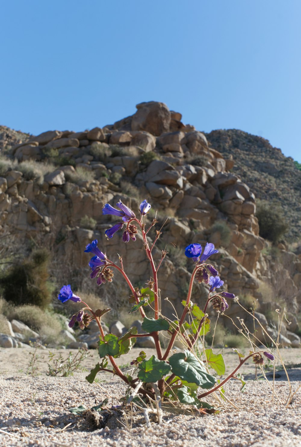 a blue flower growing out of the sand