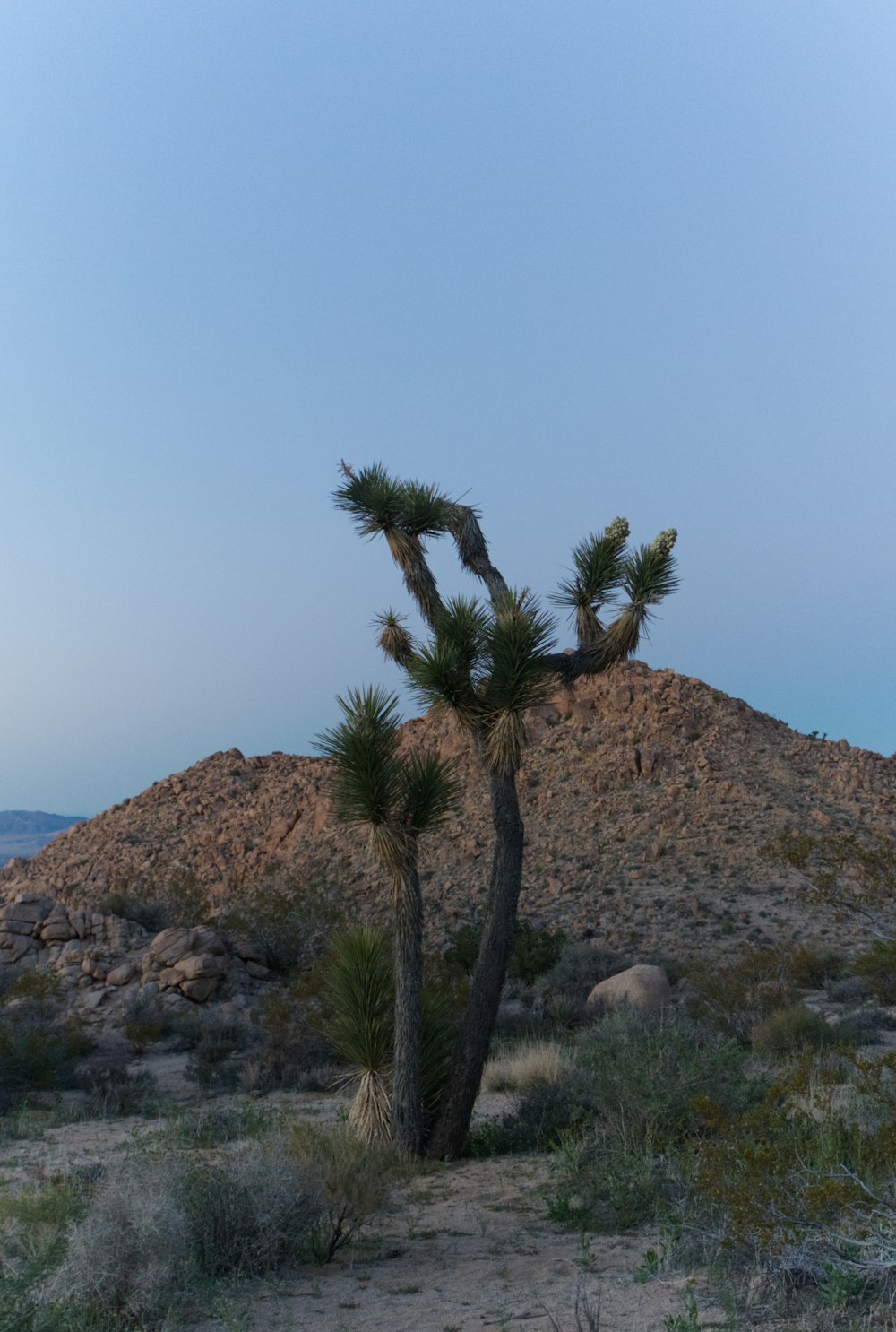 a small tree in the middle of a desert