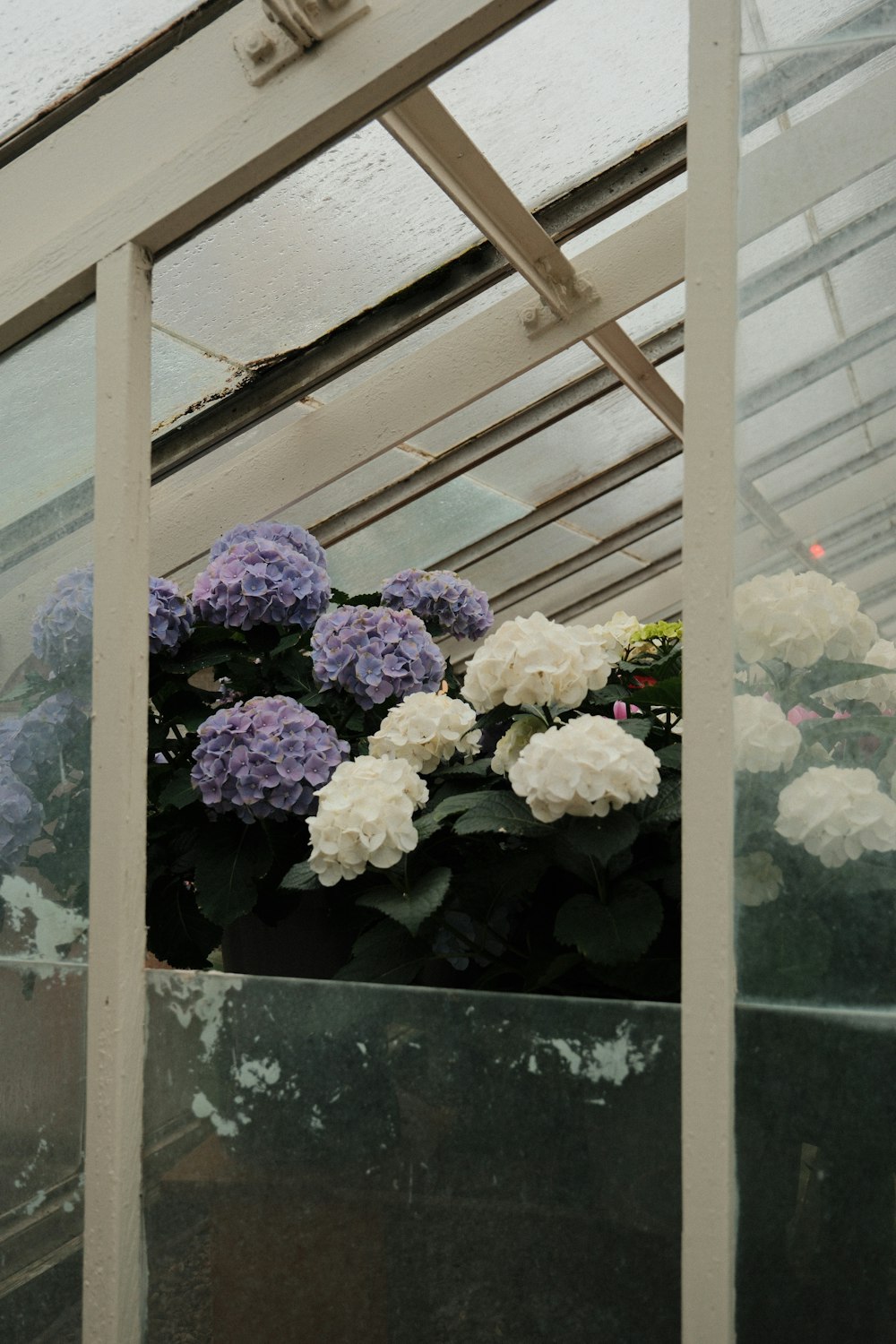 a bunch of flowers that are in a pot