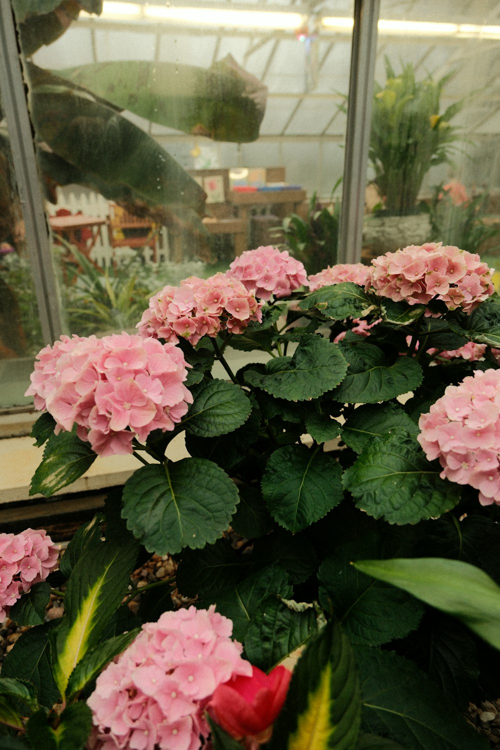 a potted plant with pink flowers inside of a greenhouse
