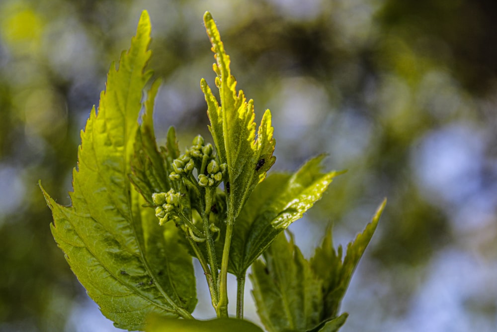 a close up of a green plant with leaves