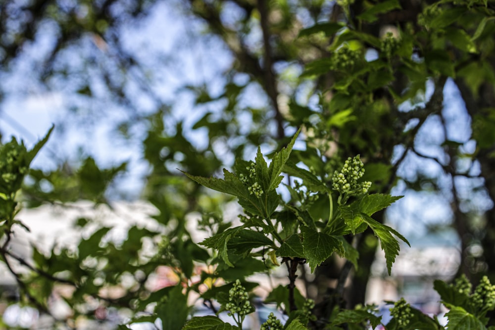 a close up of leaves on a tree