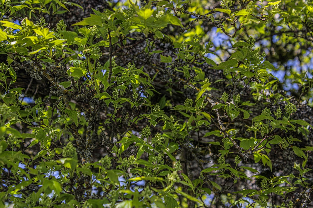 a bird is perched on a tree branch