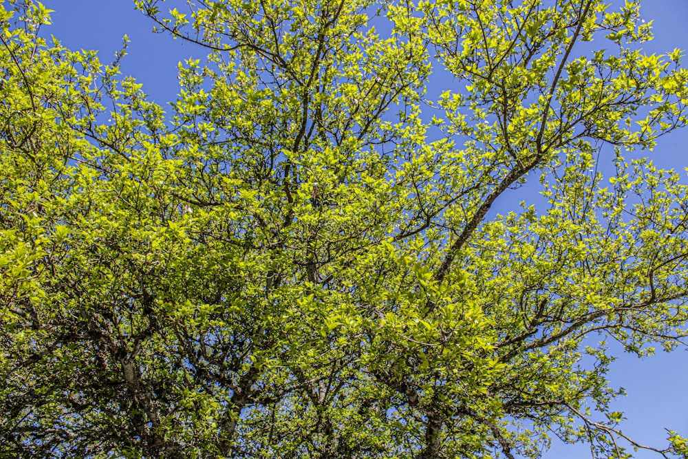 un árbol con hojas verdes contra un cielo azul