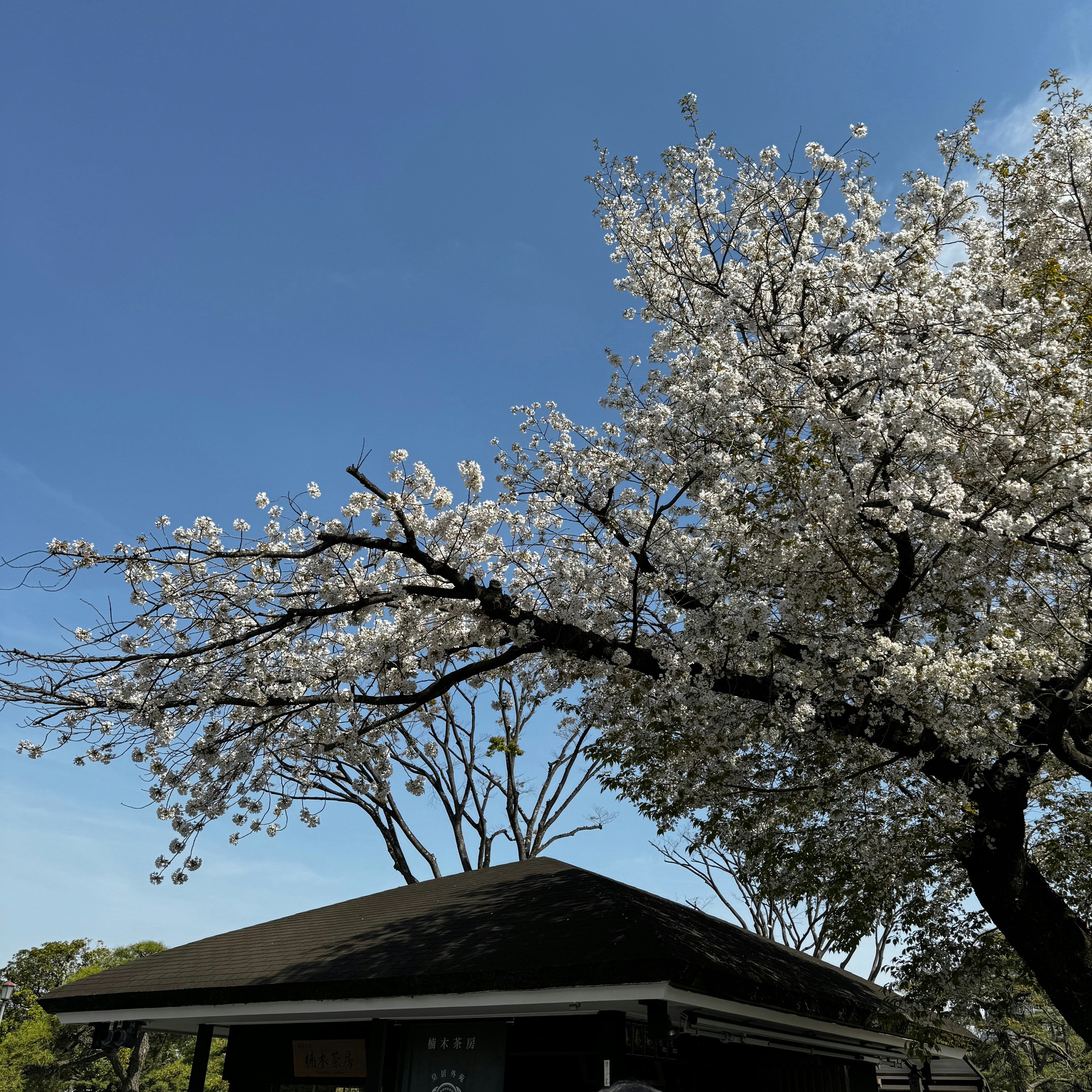 un arbre avec des fleurs blanches devant une maison