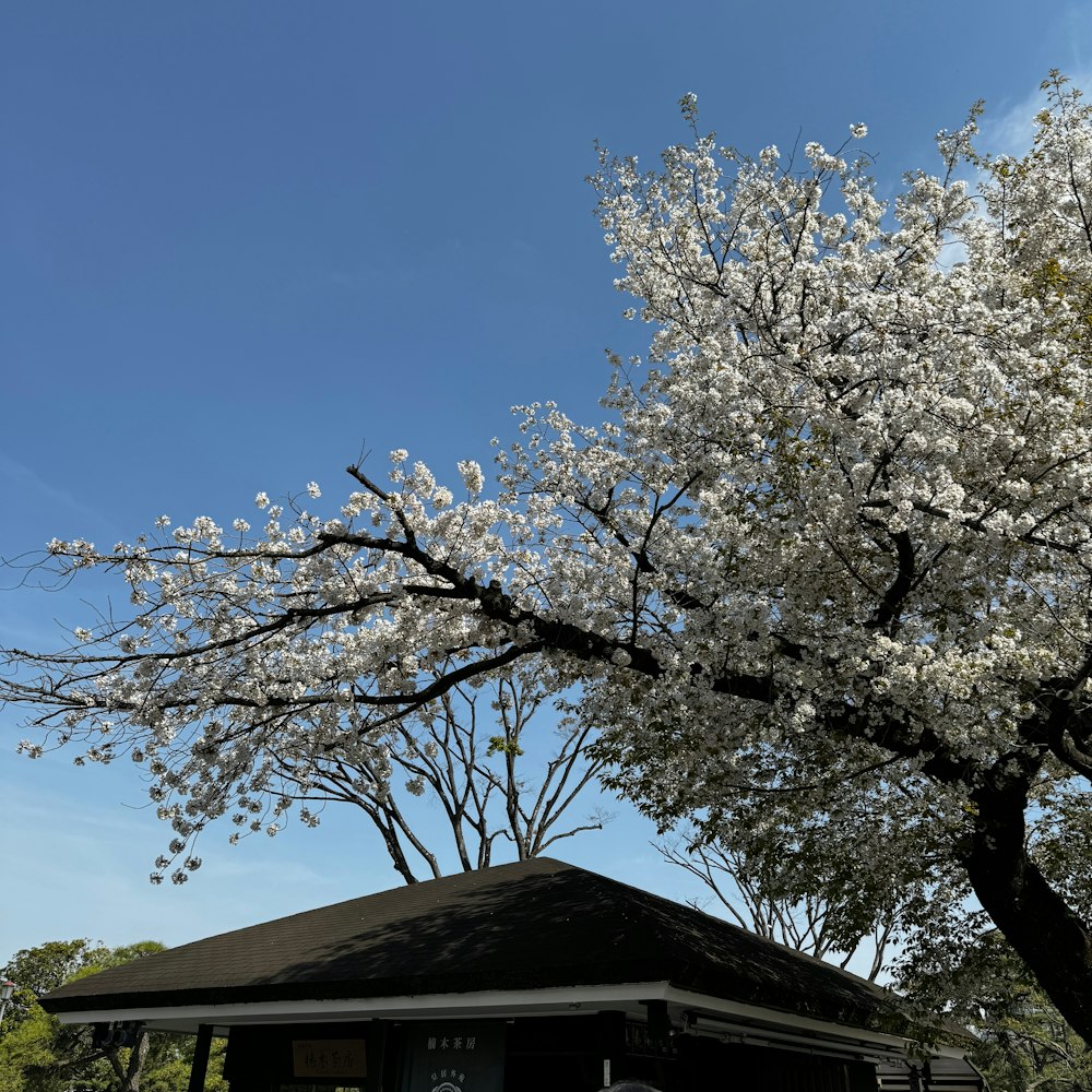 ein Baum mit weißen Blüten vor einem Haus