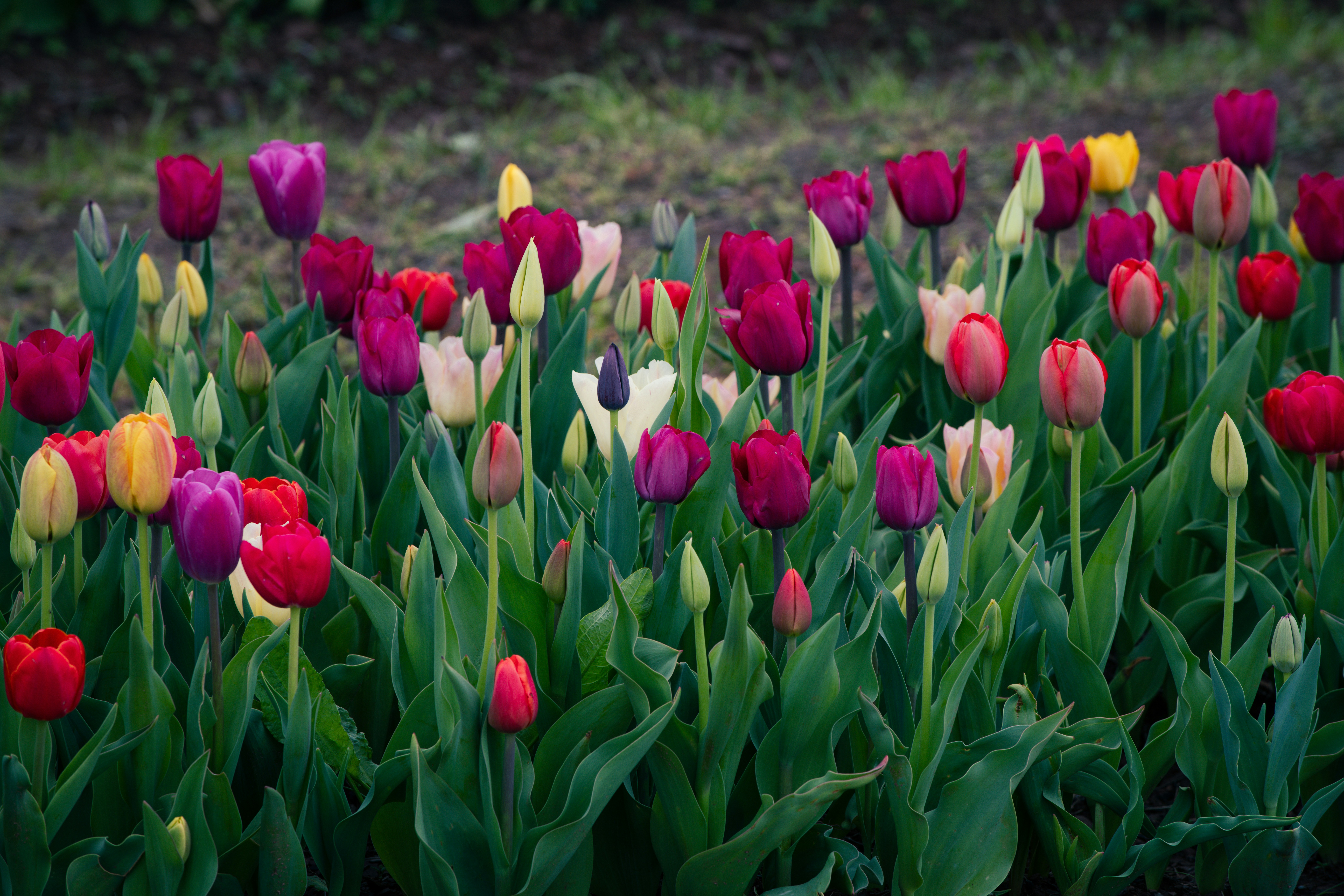 Photo by sriniunsplash