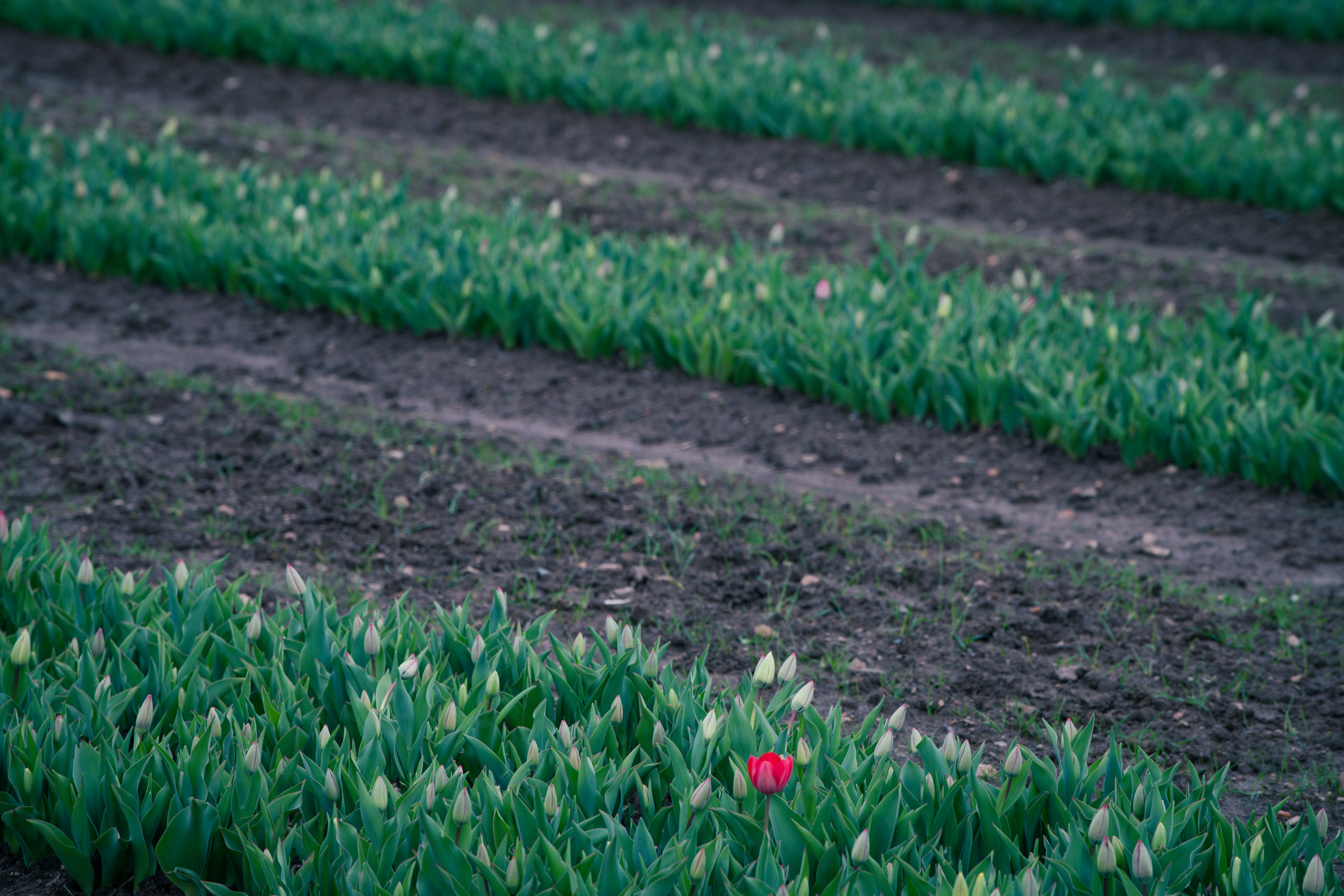 Photo by sriniunsplash